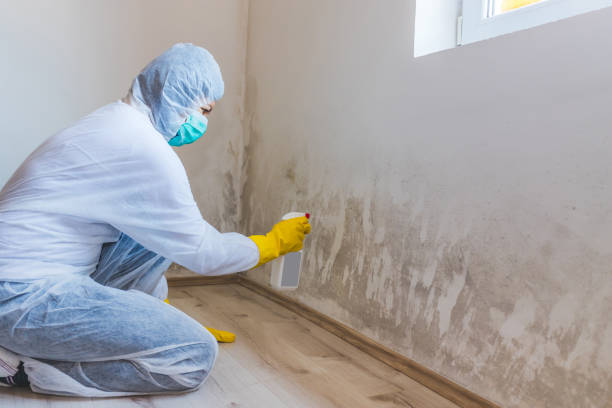 Licensed Basement Mold Remediation service in West Newton, MA - Car Mold Remediation