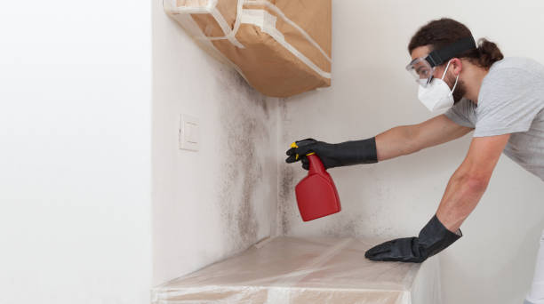 Professional Basement Mold Remediation technician working in West Newton, MA