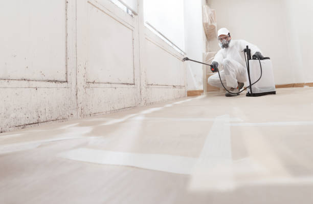 24/7 Emergency Basement Mold Remediation experts in West Newton, MA
