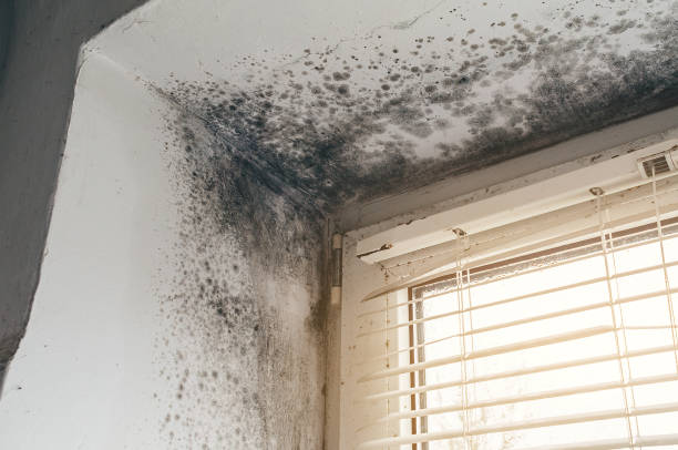 Affordable Basement Mold Remediation solutions in West Newton, MA